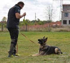 Transforming Pawspectives: San Jose Dog Training Excellence post thumbnail image